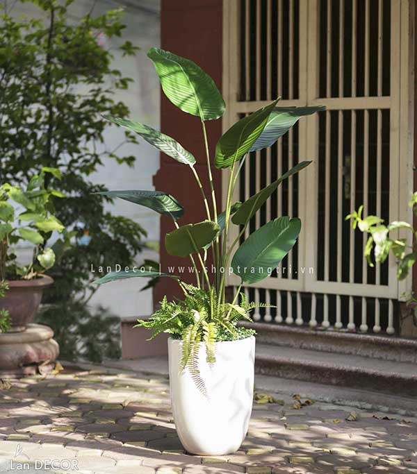 CHẬU CÂY CHUỐI RẺ QUẠT MIX ĐẸP, HIỆN ĐẠI LAN DECOR - LC3017-2 MIX