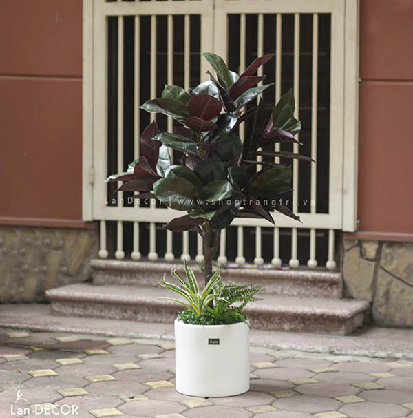 (TẠM HẾT HÀNG)CHẬU CÂY BÀNG SINGAPORE LÁ ĐỎ MIX TRANG TRÍ ĐẸP LAN DECOR (120cm) - CC281