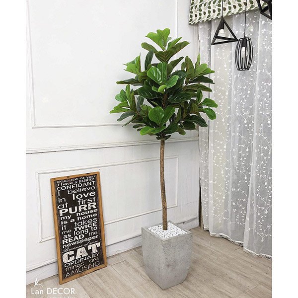 CÂY BÀNG SINGAPORE CÂY CẢNH TRANG TRÍ NỘI THẤT (180cm) - LC2773