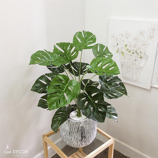 CHẬU CÂY LÁ RÙA TRANG TRÍ KHÔNG GIAN XANH (60cm) - LC2063-6