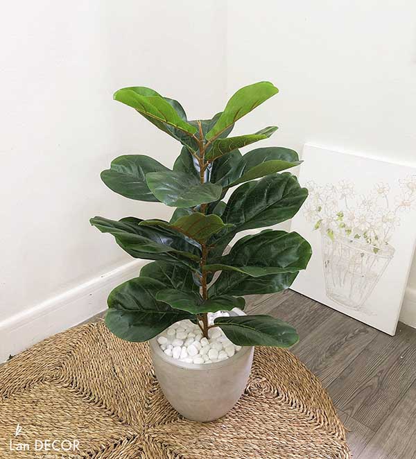 Cây bàng Singapore để bàn trang trí nhà đẹp (60cm) - LC428-2