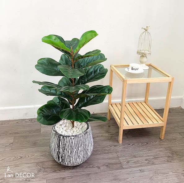 Cây bàng Singapore để bàn trang trí nhà đẹp (60cm) - LC428-2