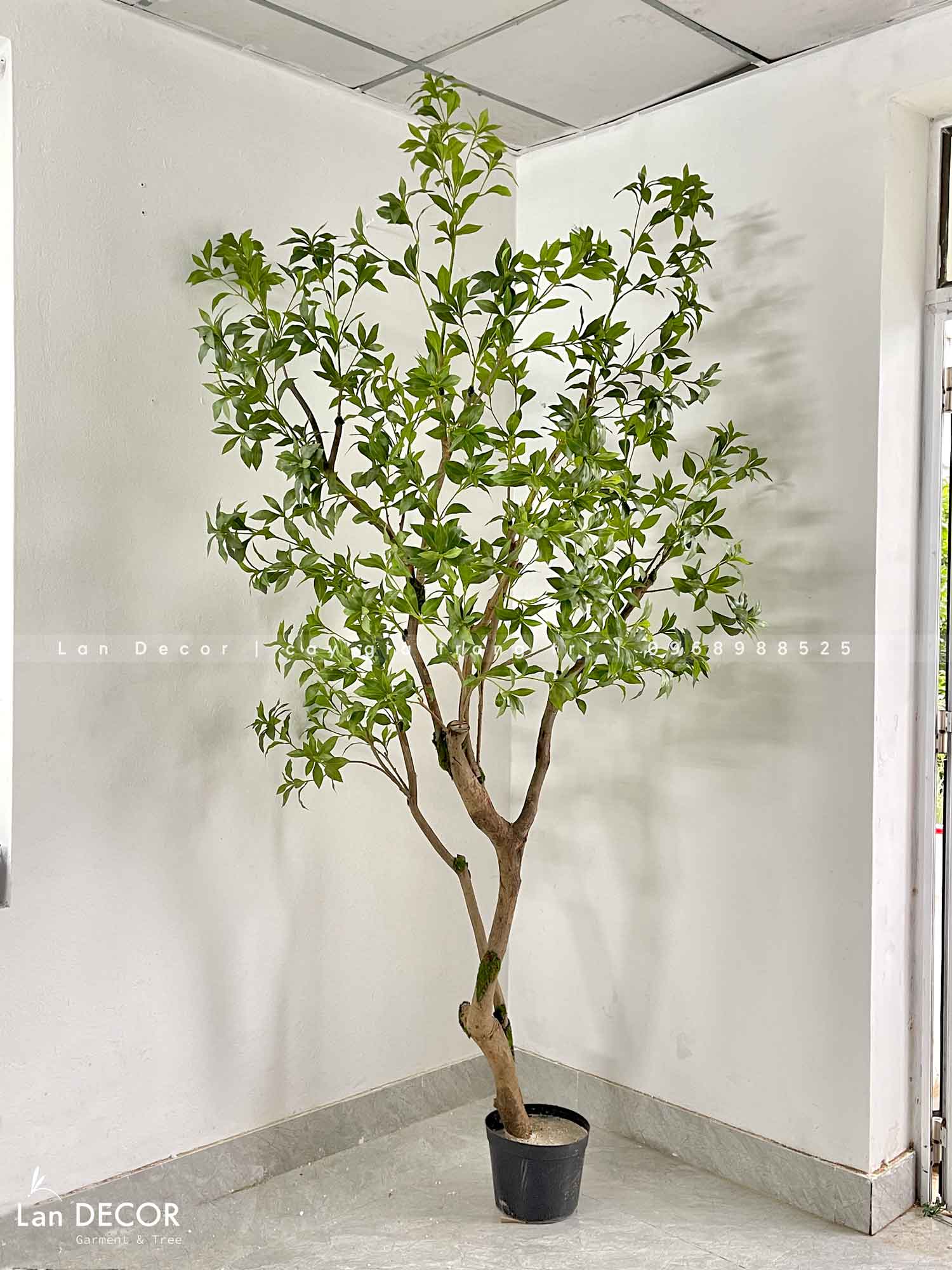 CÂY LINH SƠN TRANG TRÍ NỘI THẤT (2M4)- CC893