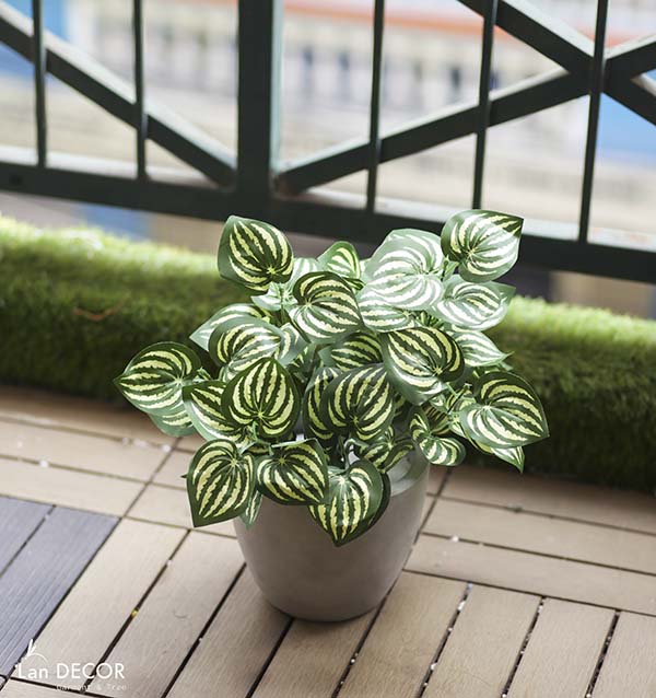 Chậu cây lá sọc dưa hấu nhỏ xinh trang trí Lan Decor - LC045