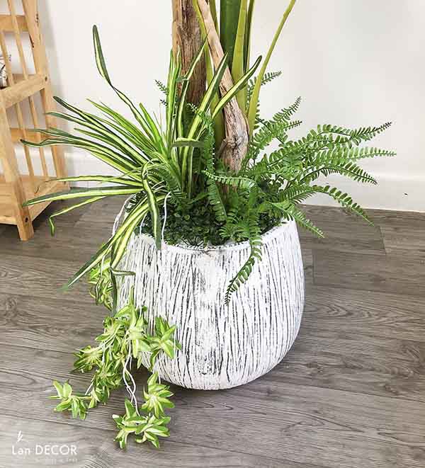 CÂY CHUỐI BẸ MIX TIỂU CẢNH TRANG TRÍ ĐẸP LAN DECOR - CC278