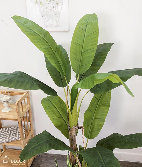 CÂY CHUỐI BẸ MIX TIỂU CẢNH TRANG TRÍ ĐẸP LAN DECOR - CC278
