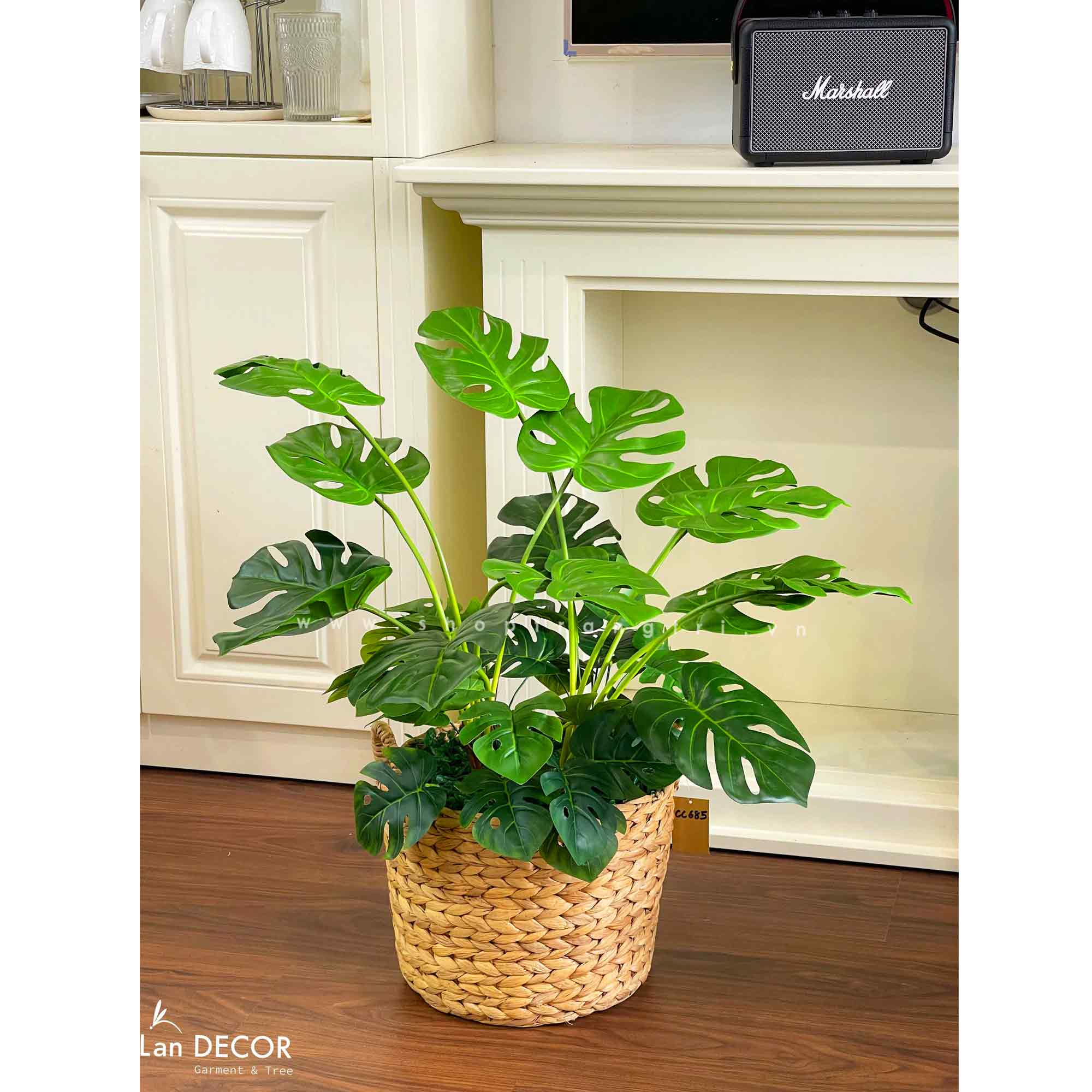 GIỎ CÂY MONSTERA TRANG TRÍ KHÔNG GIAN XINH- CC685