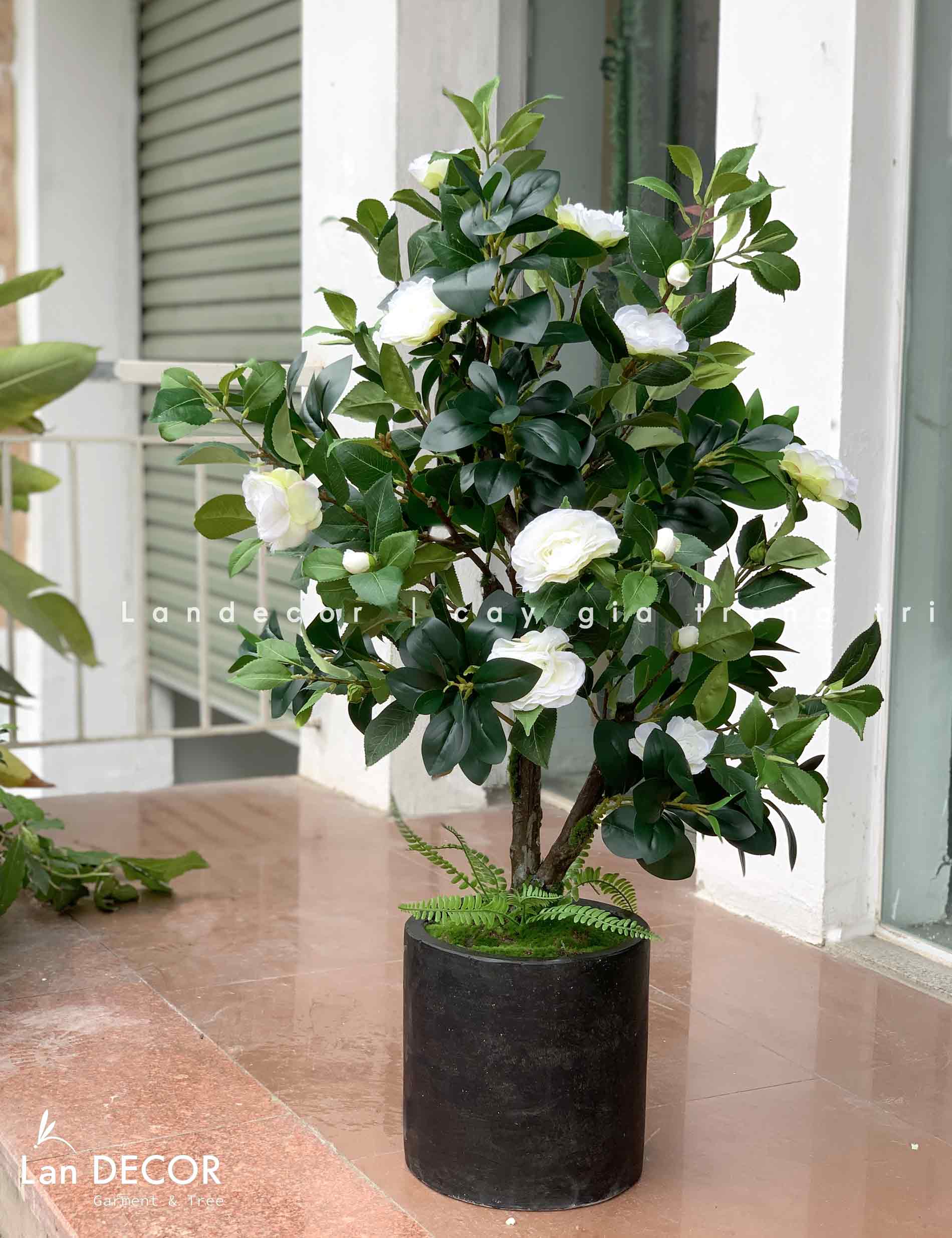 CHẬU CÂY HOA TRÀ TRANG TRÍ NHÀ ĐẸP (1m)- CC819