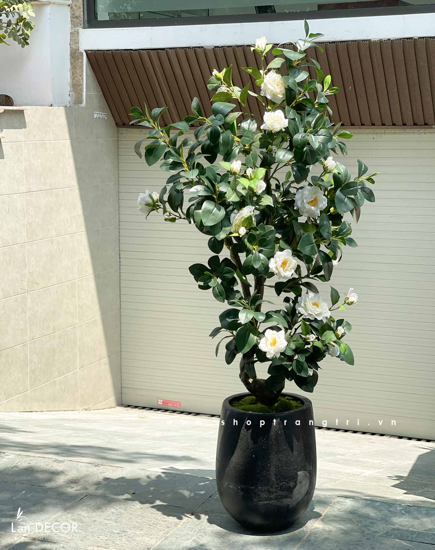 CÂY TRÀ TRẮNG TRANG TRÍ KHÔNG GIAN SANG TRỌNG (160cm) - CC788