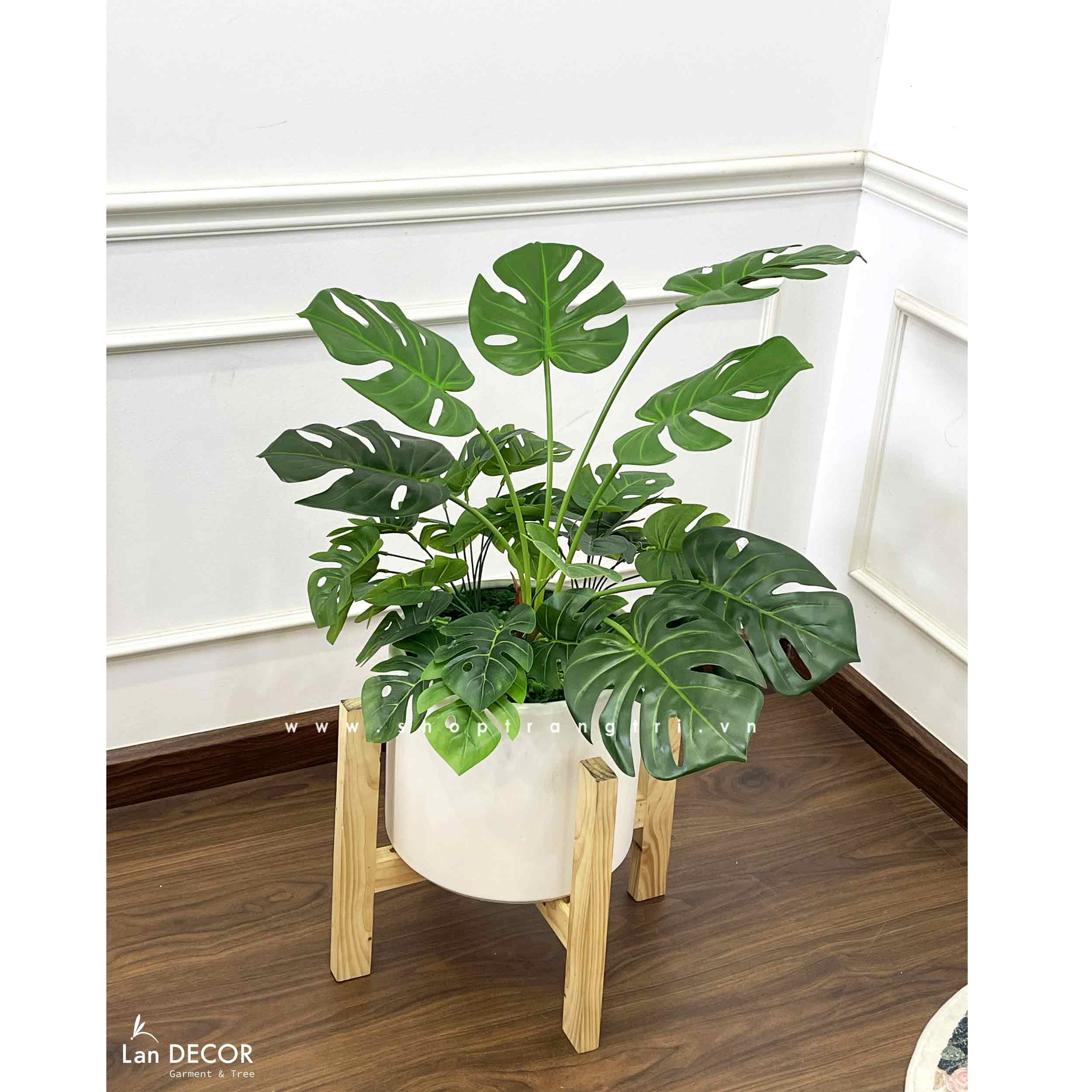 CHẬU CÂY MONSTERA TRANG TRÍ NHÀ ĐẸP- CC700