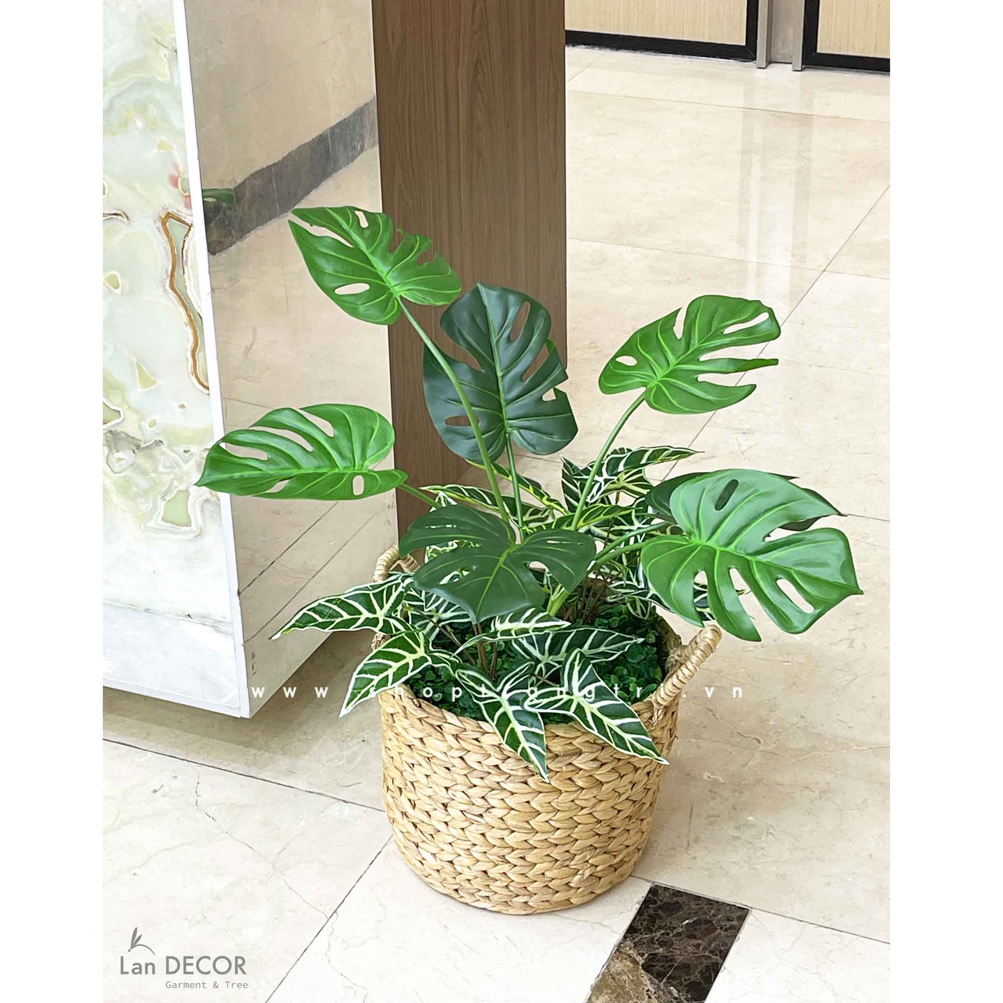 TRANG TRÍ NHÀ ĐẸP VỚI GIỎ MONSTERA PHONG CÁCH HIỆN ĐẠI- CC714