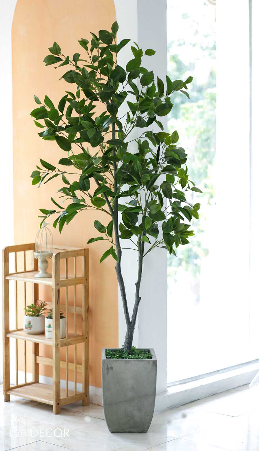 CÂY LÁ MỘC   (210cm) - LC5866