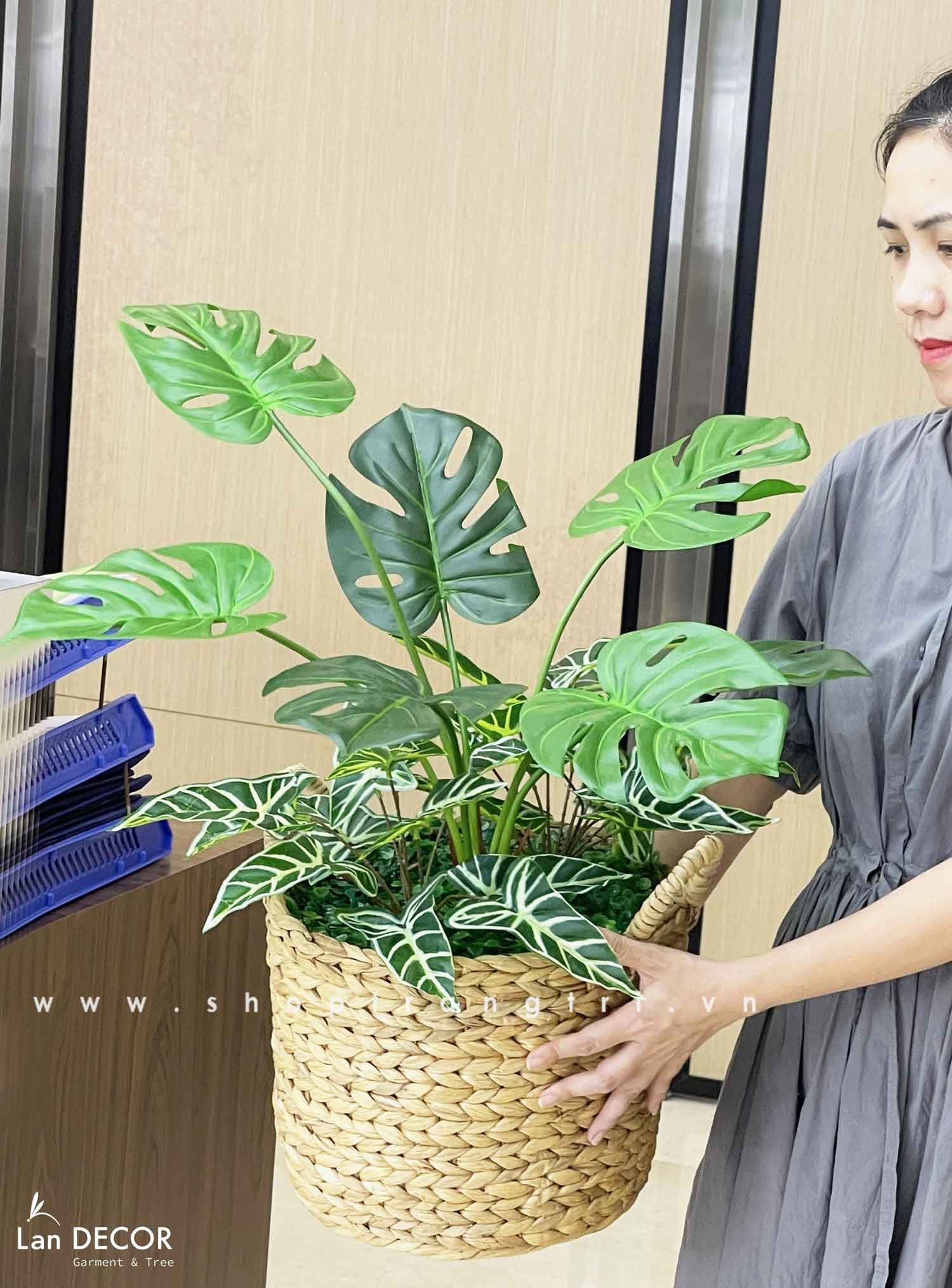 TRANG TRÍ NHÀ ĐẸP VỚI GIỎ MONSTERA PHONG CÁCH HIỆN ĐẠI- CC714
