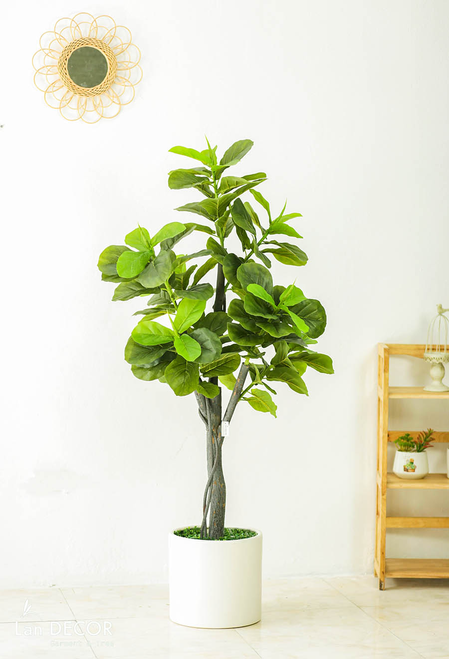 CÂY BÀNG SINGAPORE TRANG TRÍ NỘI THẤT LAN DECOR 165CM -  LC3037