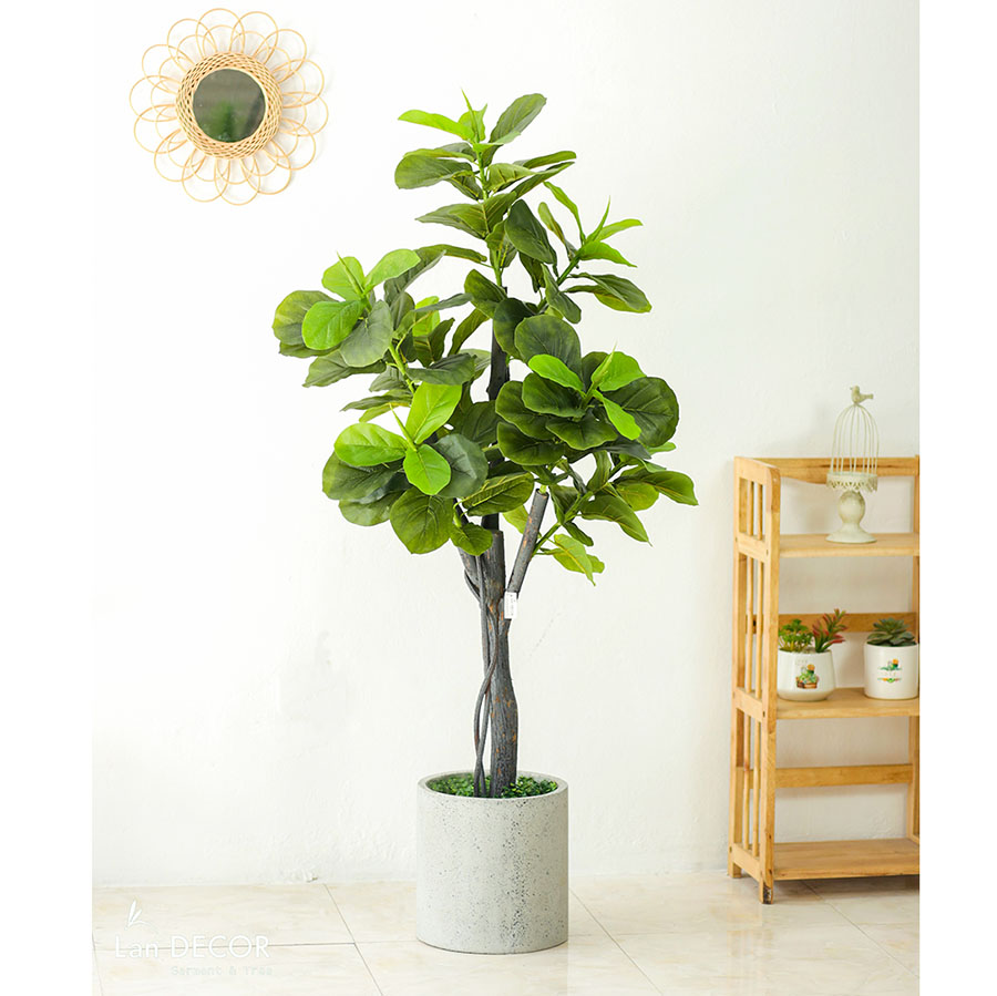 CÂY BÀNG SINGAPORE TRANG TRÍ NỘI THẤT LAN DECOR 165CM -  LC3037