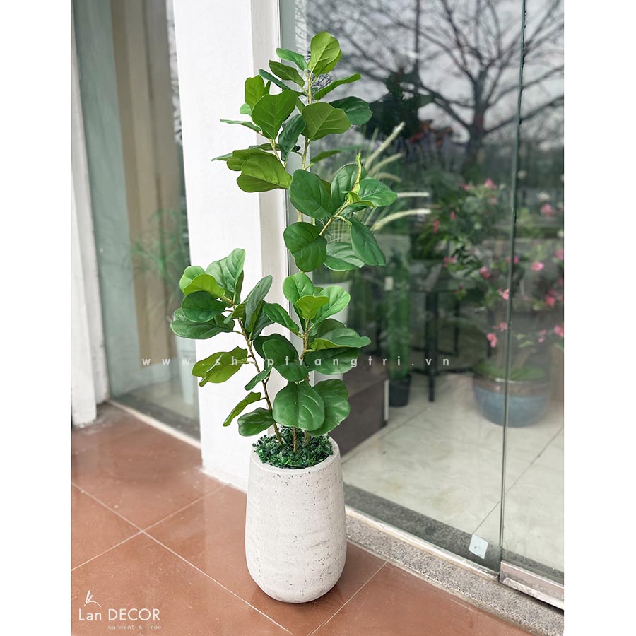 CHẬU CÂY BÀNG SINGAPORE 120cm - CC584