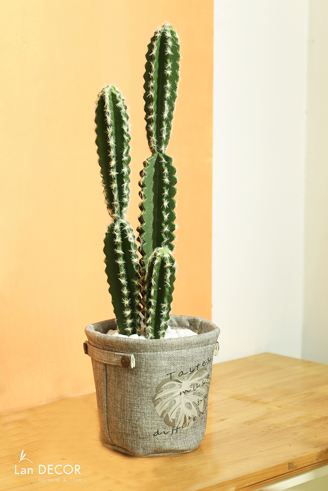 CHẬU CÂY XƯƠNG RỒNG TRỤ PHONG CÁCH SA MẠC HIỆN ĐẠI - CC175