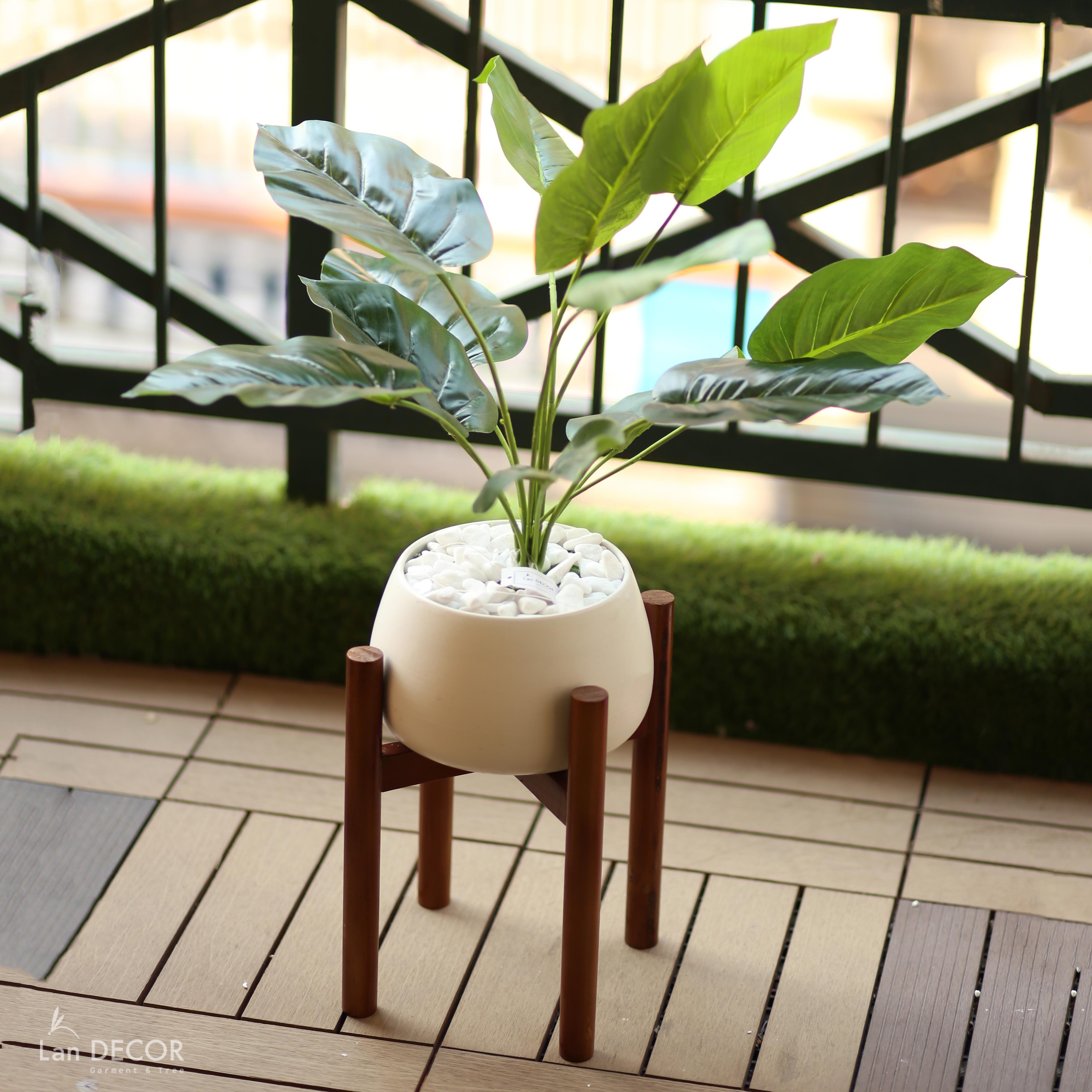 CÂY LÁ MÔN (45cm) - LC2026-3