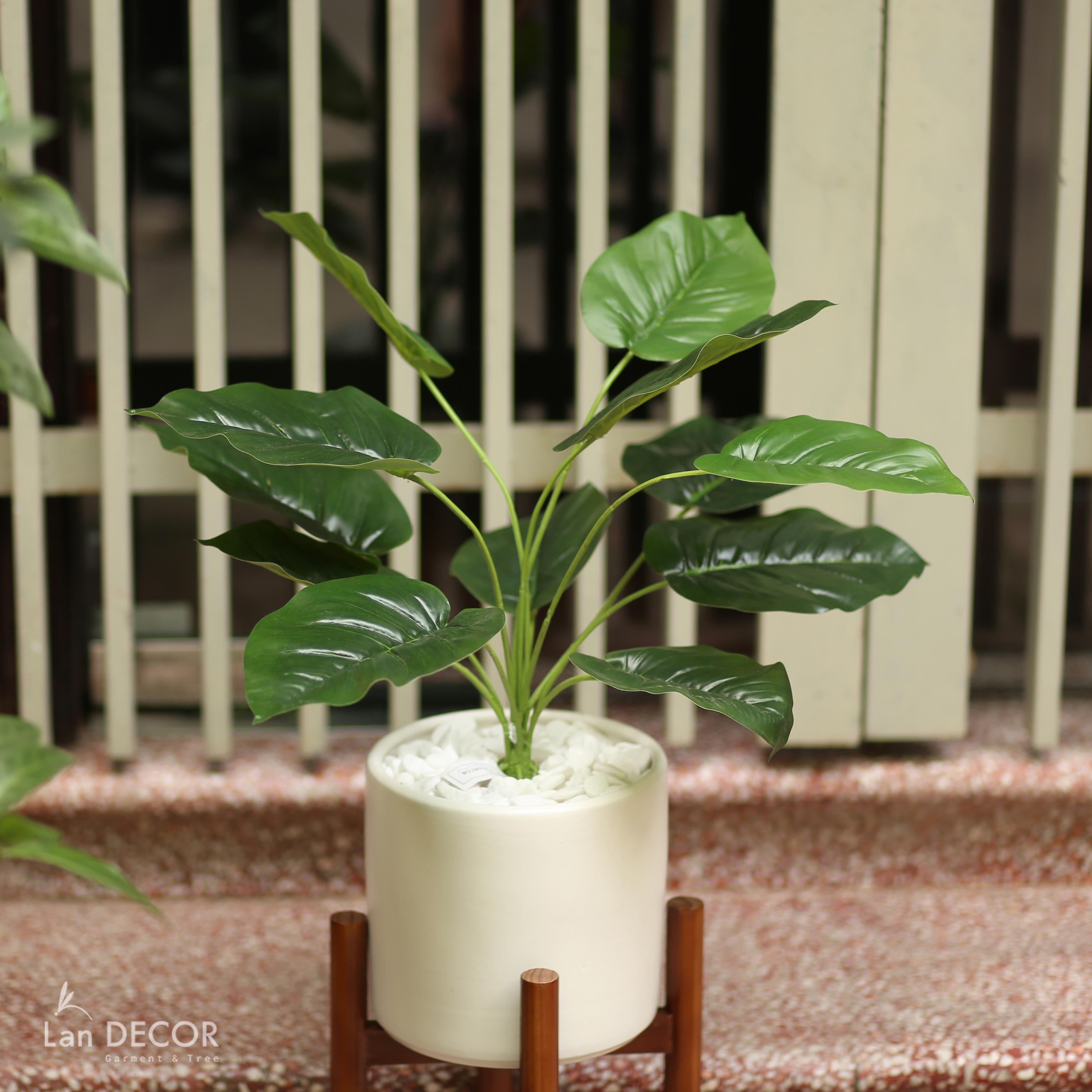 CÂY LÁ MÔN (45cm) - LC2026-3