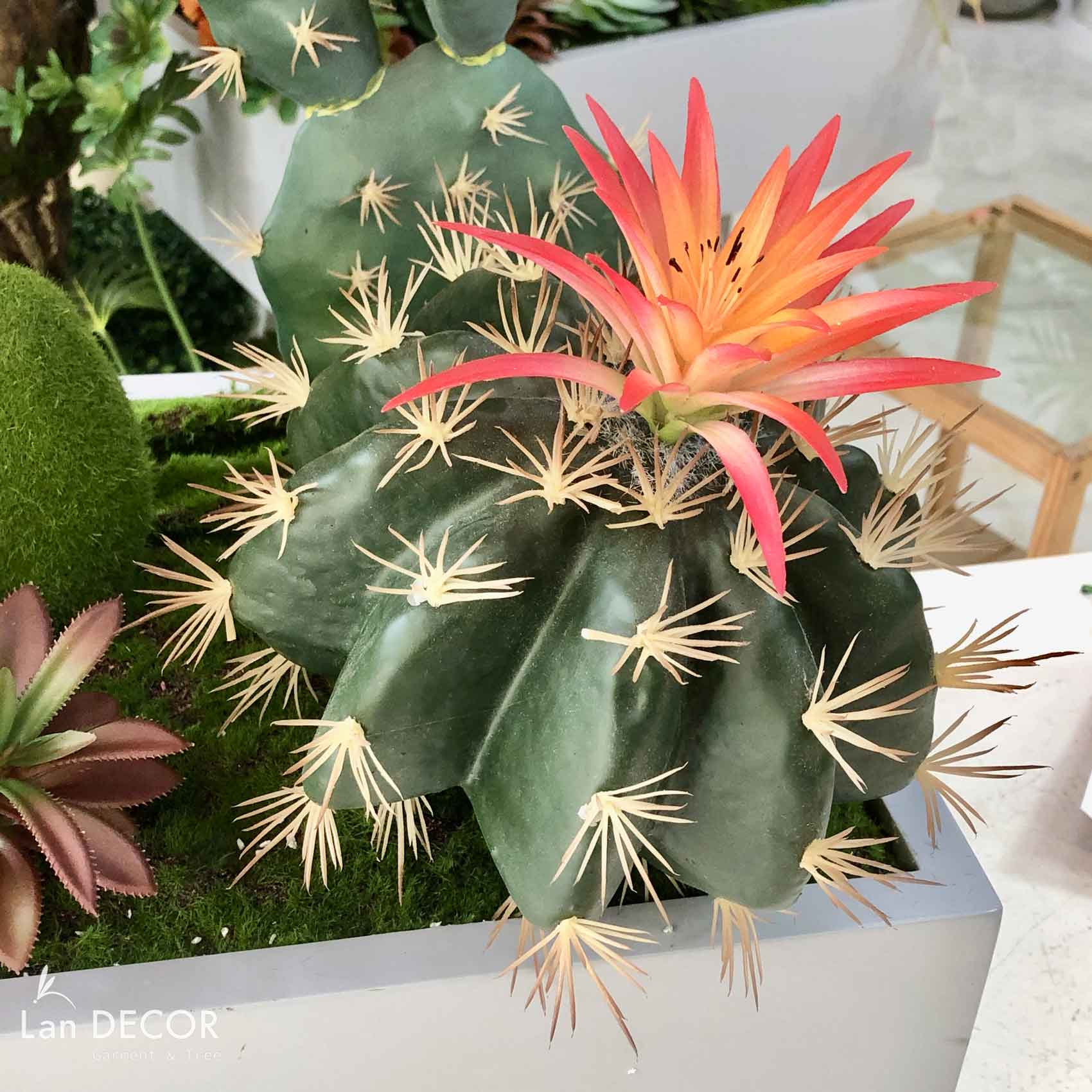 Xương Rồng Kim Hổ Giả Trang Trí Tiểu Cảnh (D=20CM) - HC1038