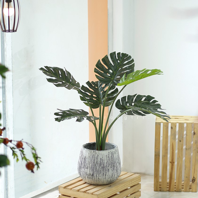 Chậu cây Monstera trang trí tiểu cảnh nhà Landecor (85cm) - LC3057 Mix