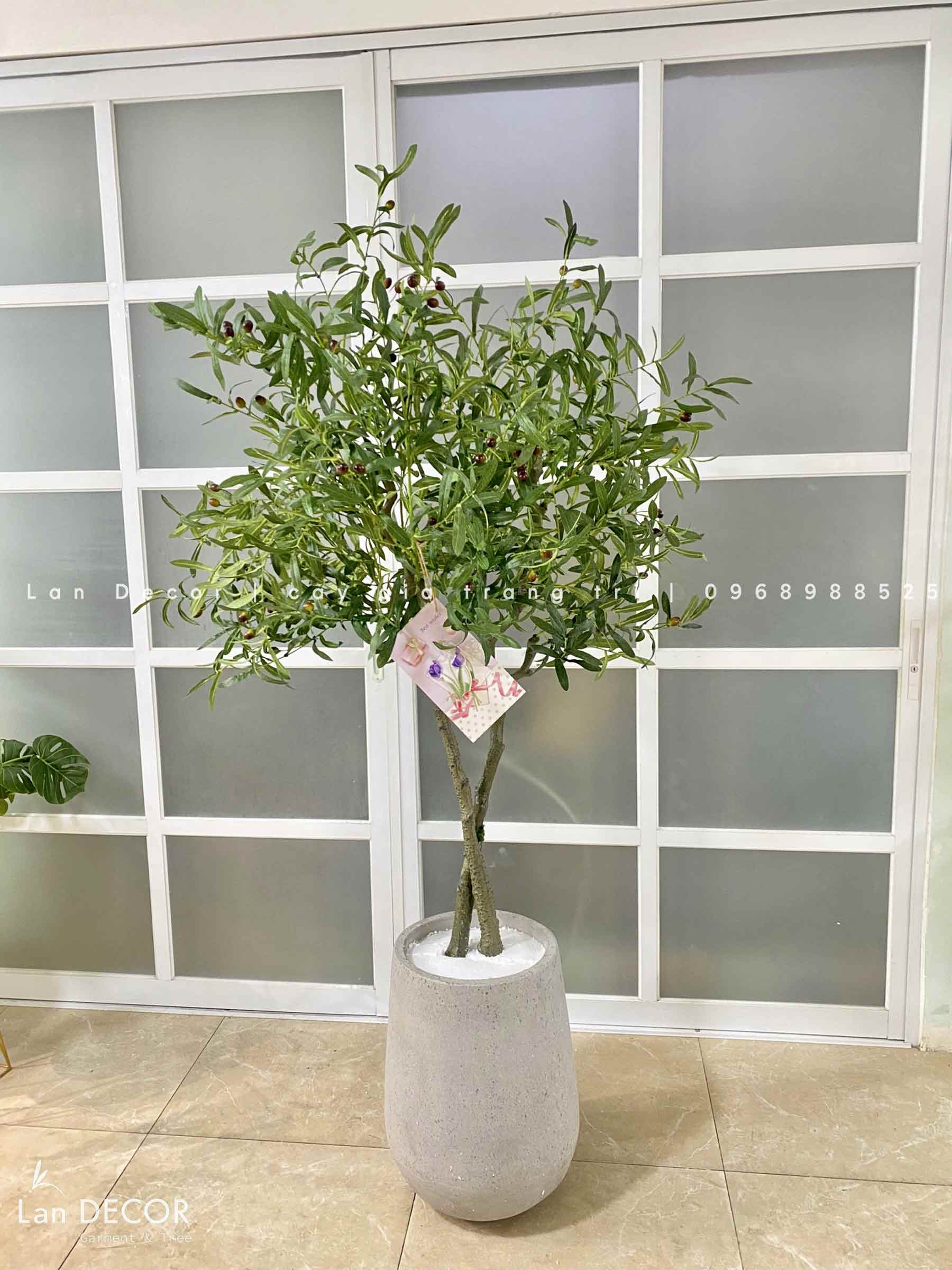 Cây Olive Giả -Cây Olive Giả Độc Đáo Trang Trí Nội Thất Lan Decor (180CM)- CC1218