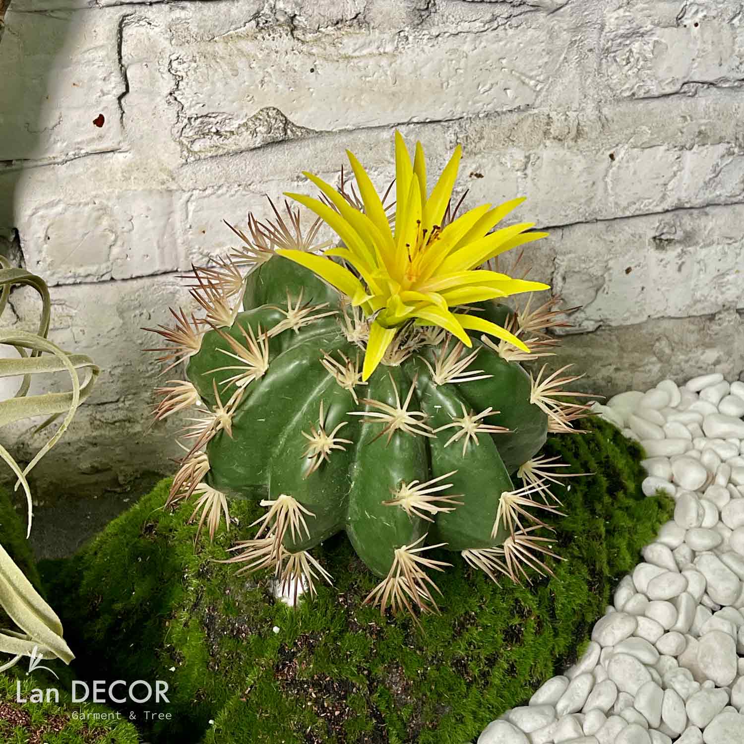 Xương Rồng Kim Hổ Giả Trang Trí Tiểu Cảnh (D=20CM) - HC1038