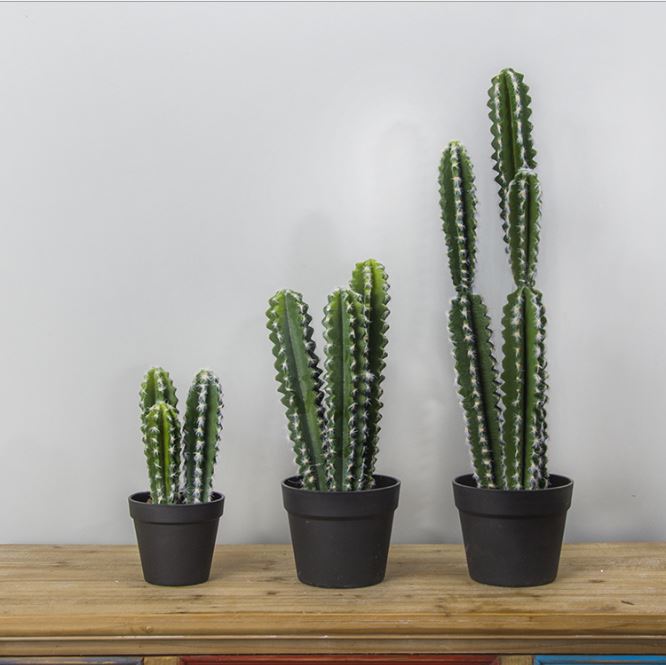 Xương rồng trụ (50cm) - HC174