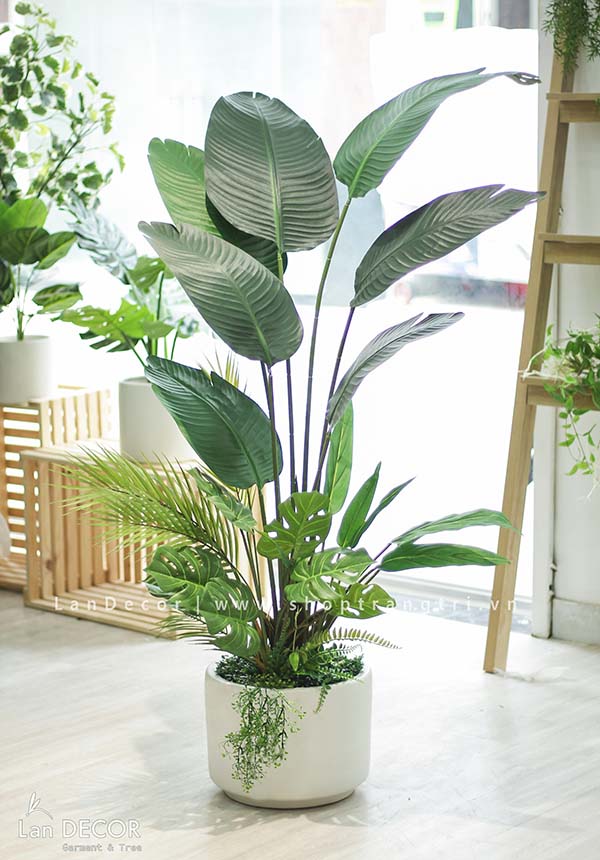 CHẬU CÂY CHUỐI RẺ QUẠT PHỐI TIỂU CẢNH TRANG TRÍ NHÀ (1m6) - LC3017-1 MIX