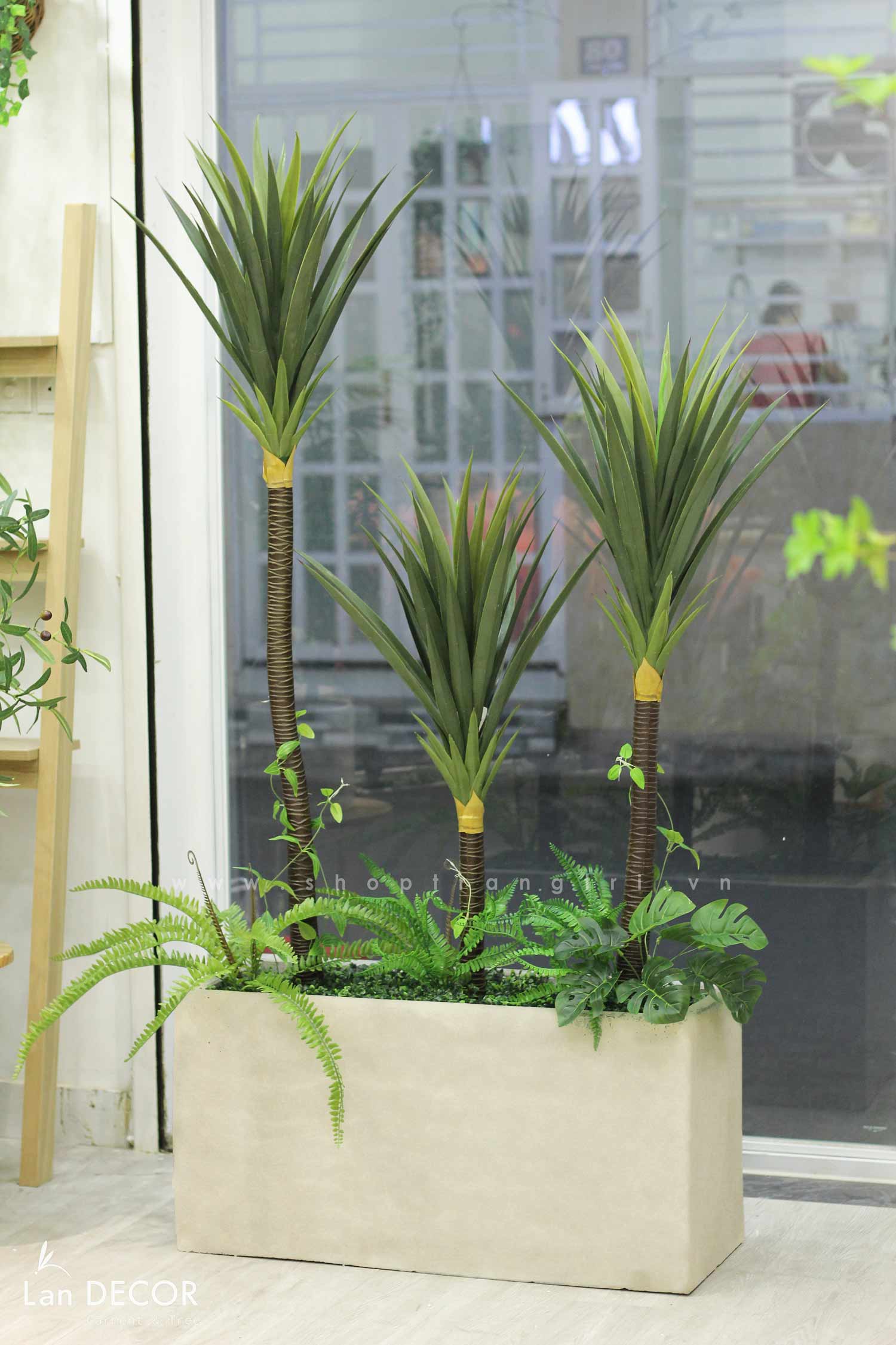 TỔNG HỢP MẪU CHẬU CÂY PHÁT TÀI NÚI DECOR SÂN VƯỜN, NỘI THẤT