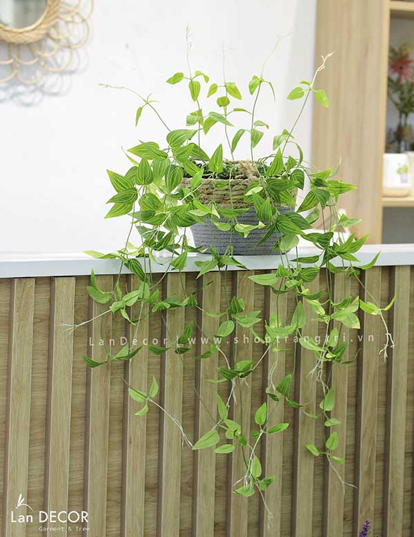 Giỏ kim ngân treo trang trí tiêu cảnh đẹp mắt Lan Decor - CC316