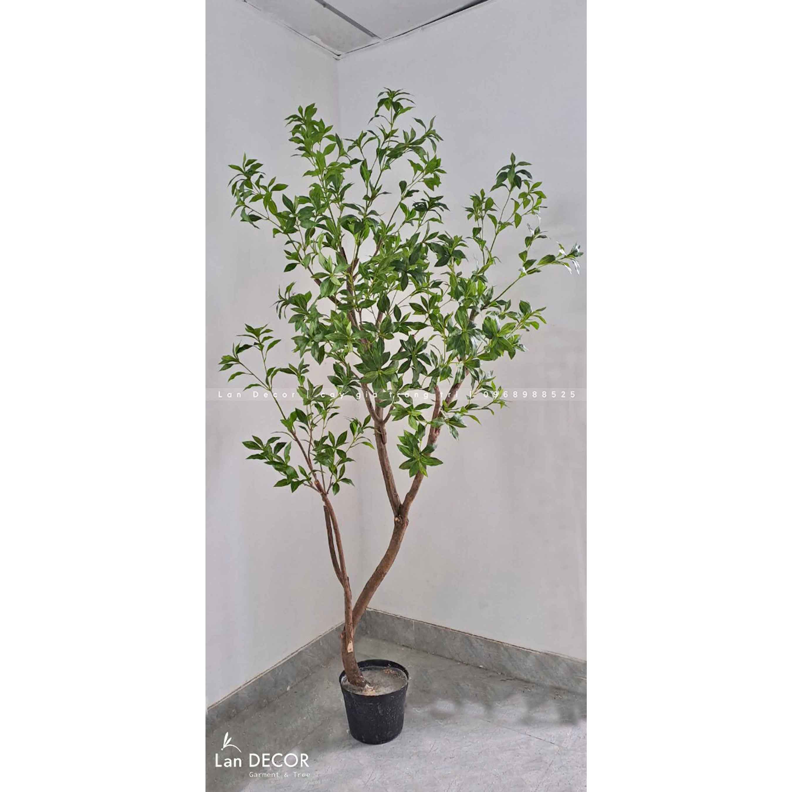 CÂY LINH SƠN THIẾT KẾ KHÔNG GIAN ĐỘC ĐÁO (2m1)- CC894