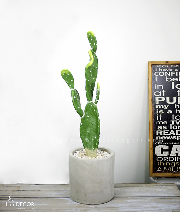 CHẬU CÂY XƯƠNG RỒNG BẸ PHONG CÁCH SA MẠC LAN DECOR (80CM) - CC199