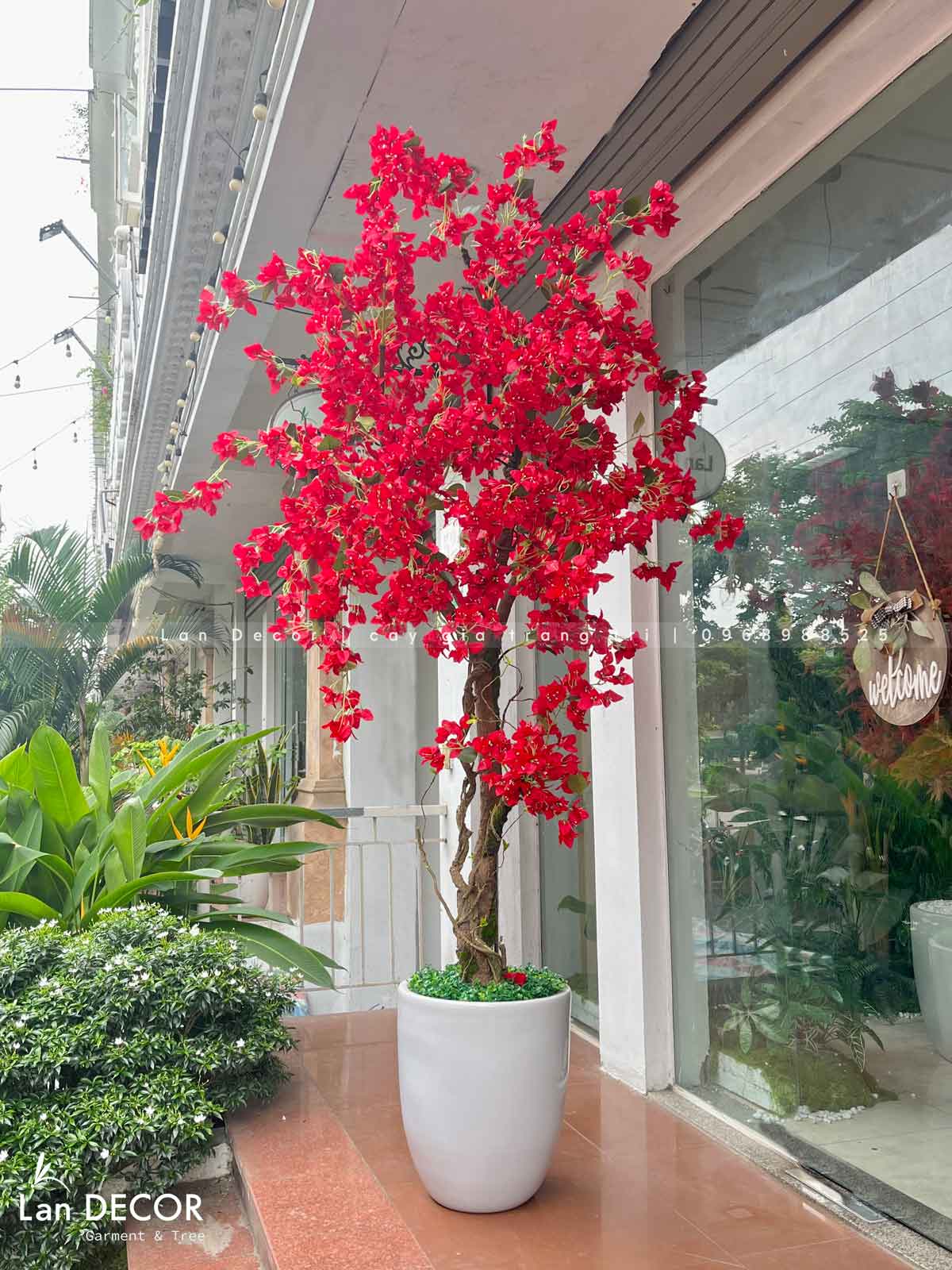 CHẬU CÂY HOA GIẤY ĐỎ TRANG TRÍ BAN CÔNG (2m2) - CC892