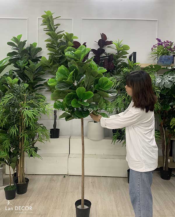 CÂY BÀNG SINGAPORE CÂY CẢNH TRANG TRÍ NỘI THẤT (180cm) - LC2773