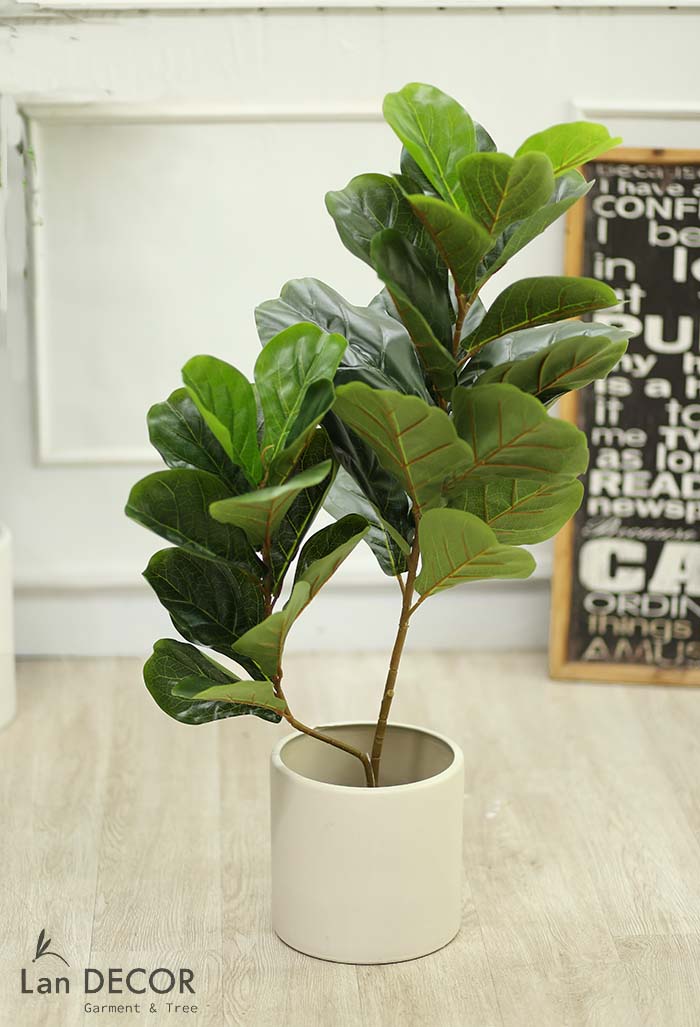 CÂY BÀNG SINGAPORE 2 NHÁNH (90cm) - LC2924