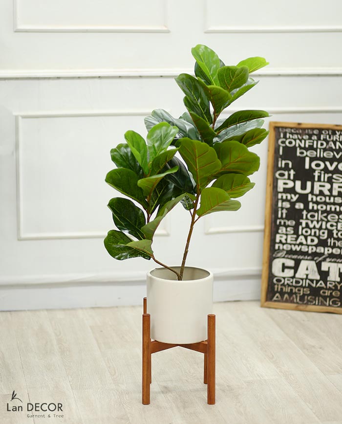 CÂY BÀNG SINGAPORE 2 NHÁNH (90cm) - LC2924