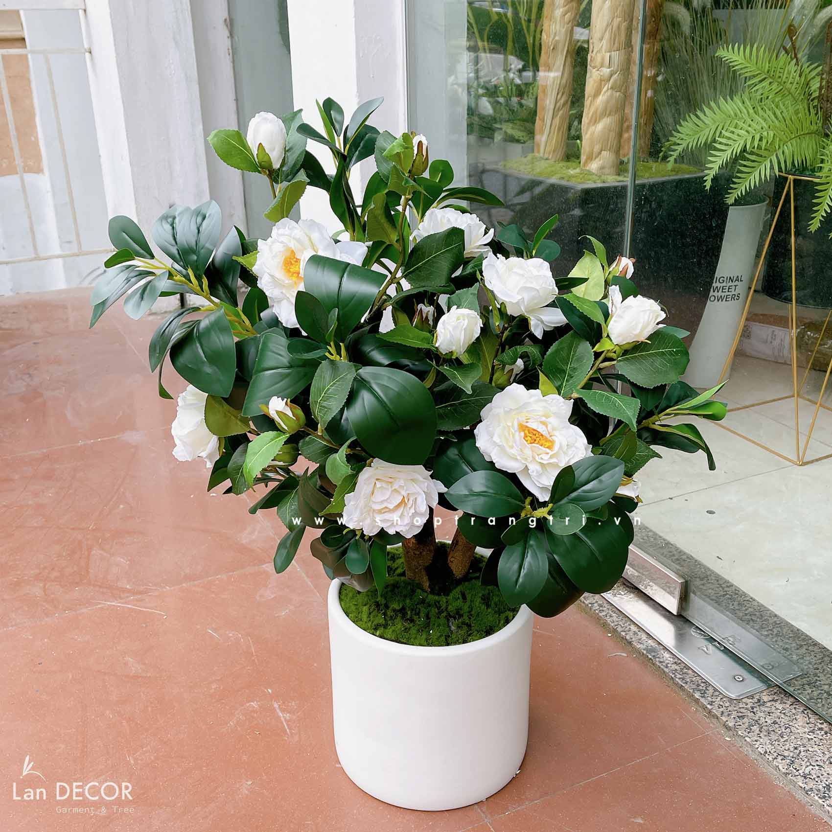 CHẬU CÂY BẠCH TRÀ DECOR NHÀ ĐẸP (70cm)- CC789