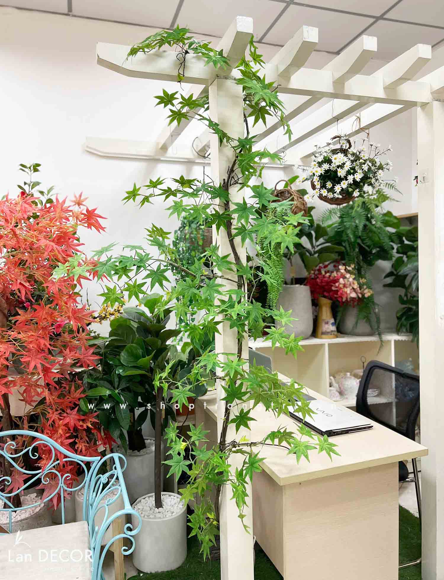 TỔNG HỢP NHỮNG MẪU CÂY PHONG LÁ ĐỎ CHUYỂN MÀU RỰC RỠ