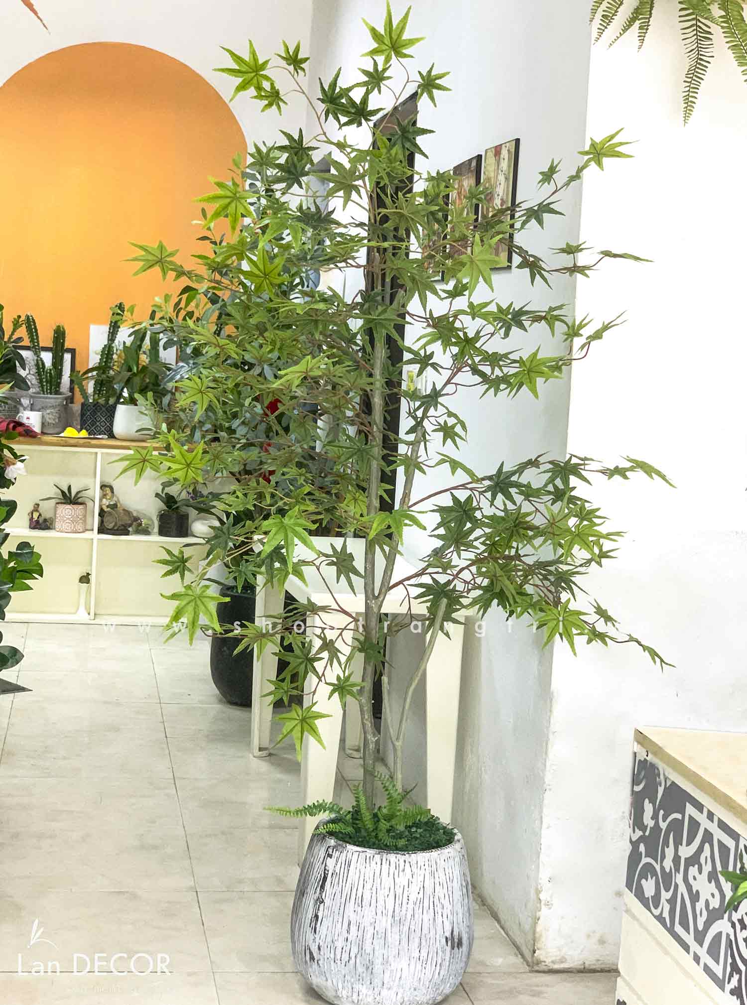 TỔNG HỢP NHỮNG MẪU CÂY PHONG LÁ ĐỎ CHUYỂN MÀU RỰC RỠ