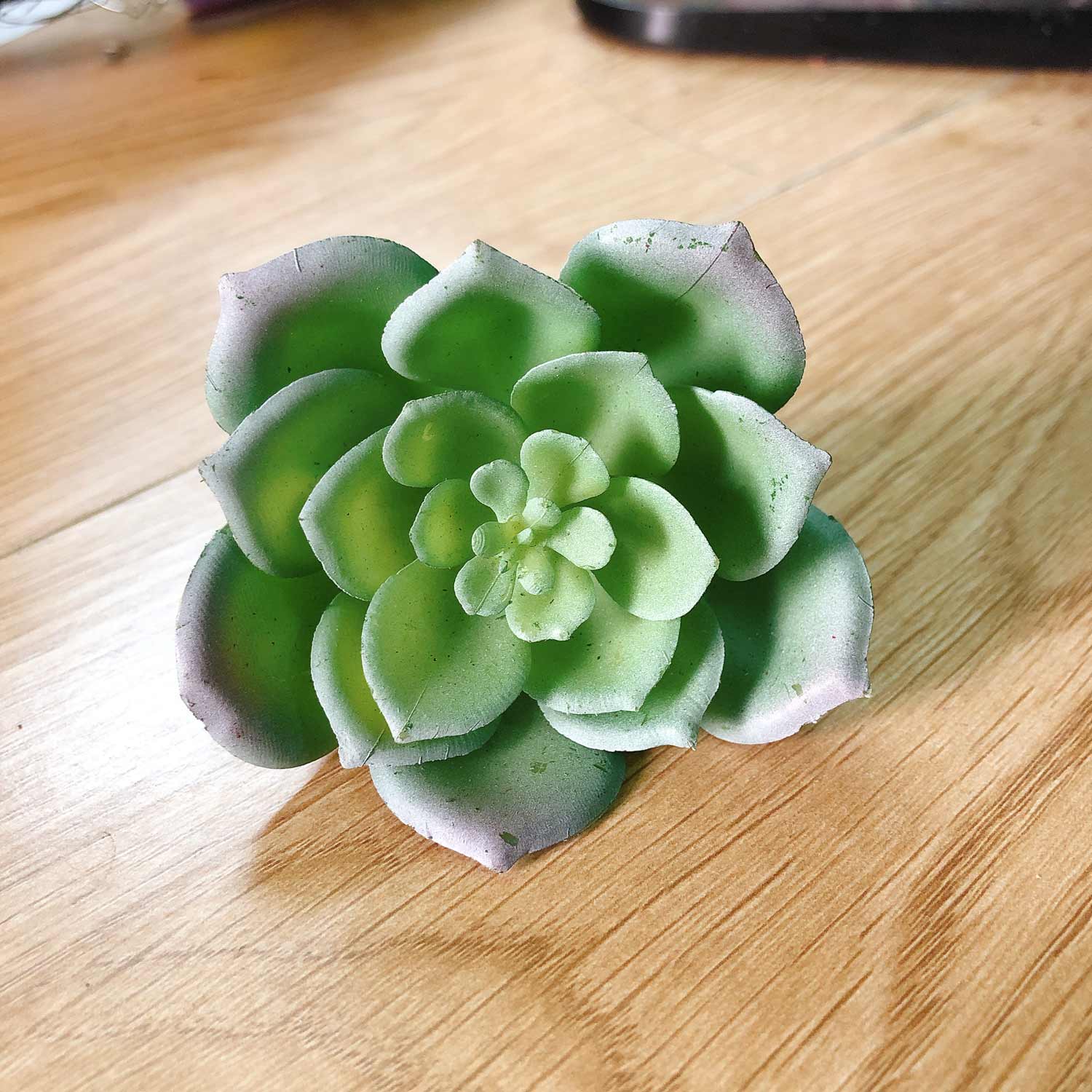 Cành sen  đá decor Trang trí nhà cửa, chậu cây  -   Sen đá 19