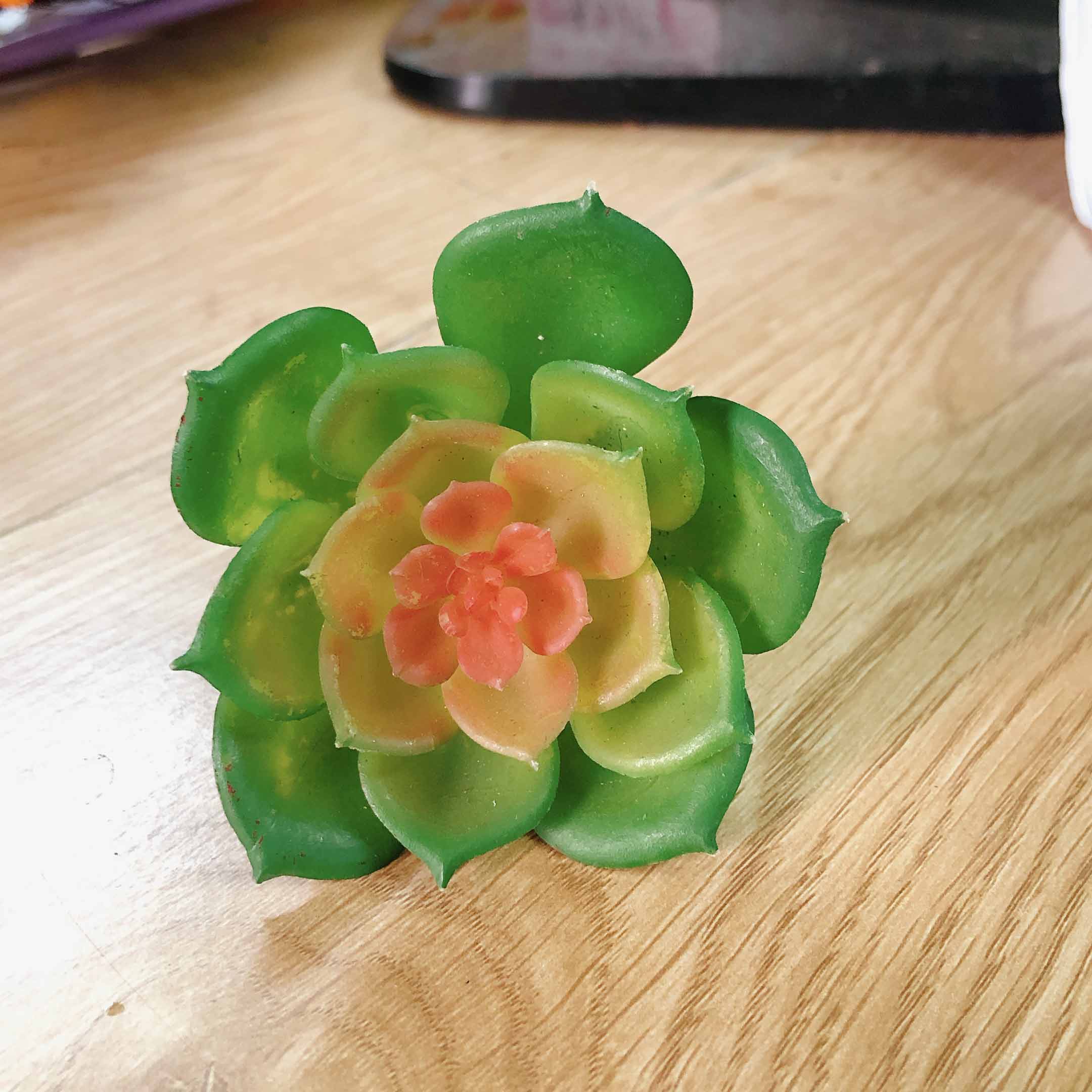 Cành sen  đá decor Trang trí nhà cửa, chậu cây  -   Sen đá 19