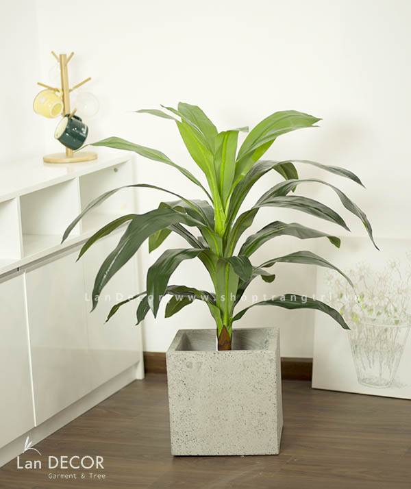 CÂY THIẾT MỘC LAN CÂY CẢNH TRANG TRÍ NHÀ (90cm) - LC1500