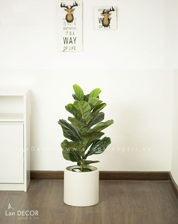 Cây bàng Singapore để bàn trang trí nhà đẹp (60cm) - LC428-2