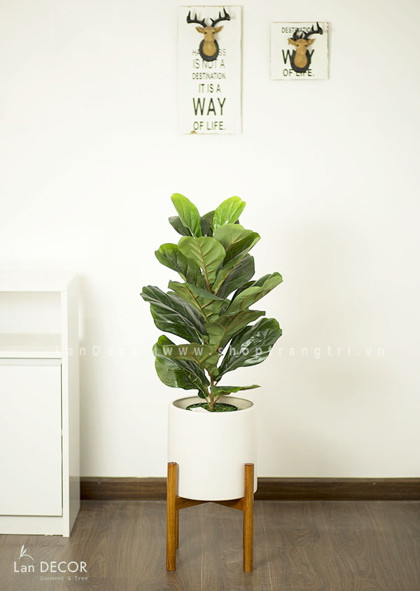 Cây bàng Singapore để bàn trang trí nhà đẹp (60cm) - LC428-2