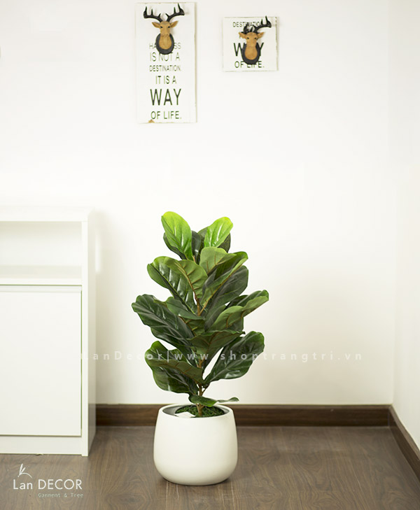Cây bàng Singapore để bàn trang trí nhà đẹp (60cm) - LC428-2