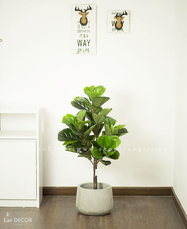Cây Bàng Singapore hiện đại trang trí nhà sang trọng LanDecor (90cm) - LC2770