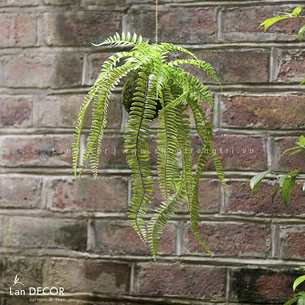 Giỏ cây dương xỉ trang trí không gian xanh Lan Decor - CC262