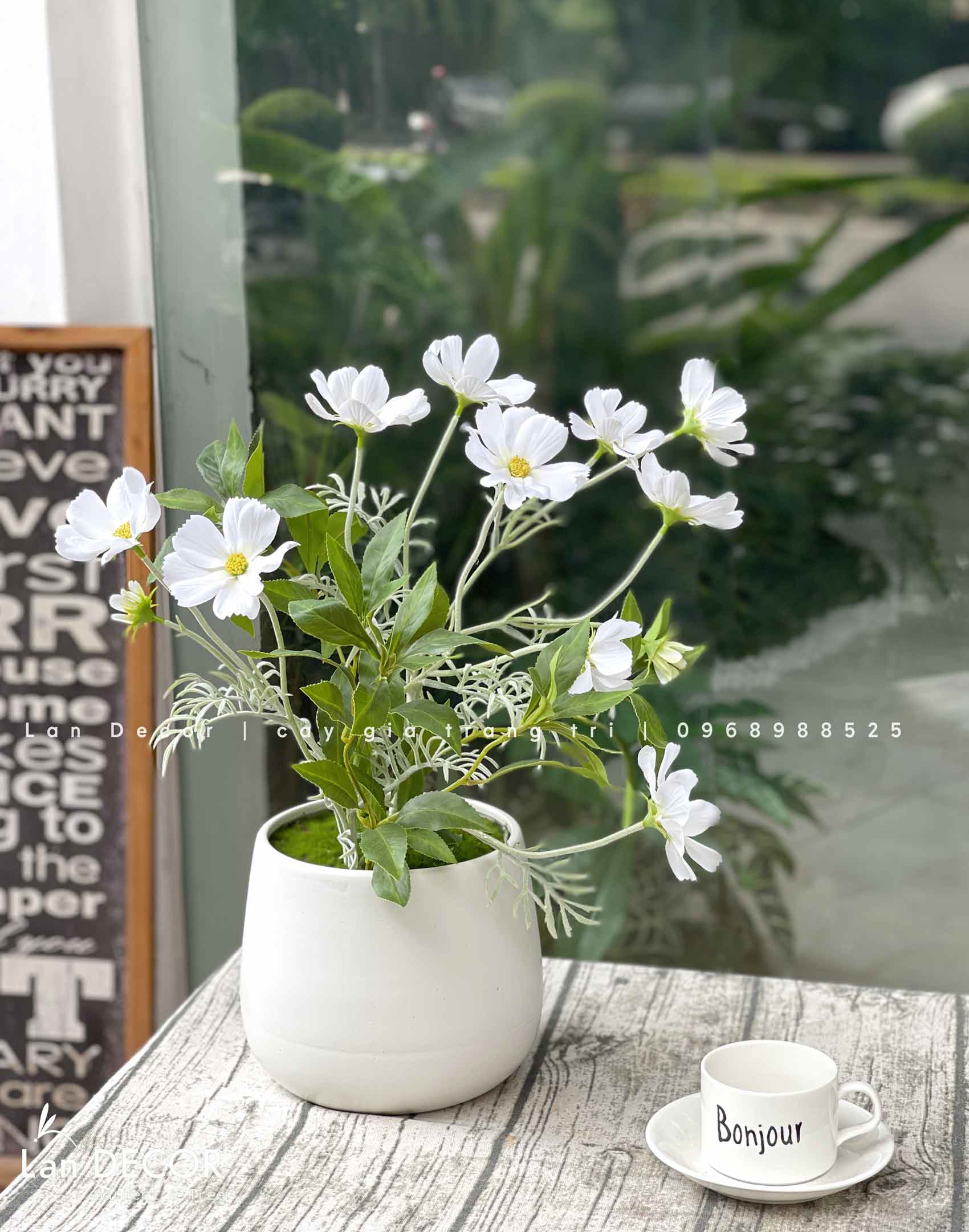 CHẬU HOA BƯỚM TRẮNG TRANG TRÍ NHÀ ĐẸP - CC861