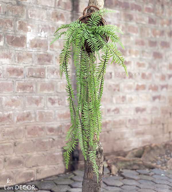 Giỏ dương xỉ rủ trang trí không gian xanh Lan Decor - CC276